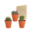 Confezione Regalo Di Cactus E Vasi Per Piante In Terracotta - Set Di 3 Piante, H16 Cm