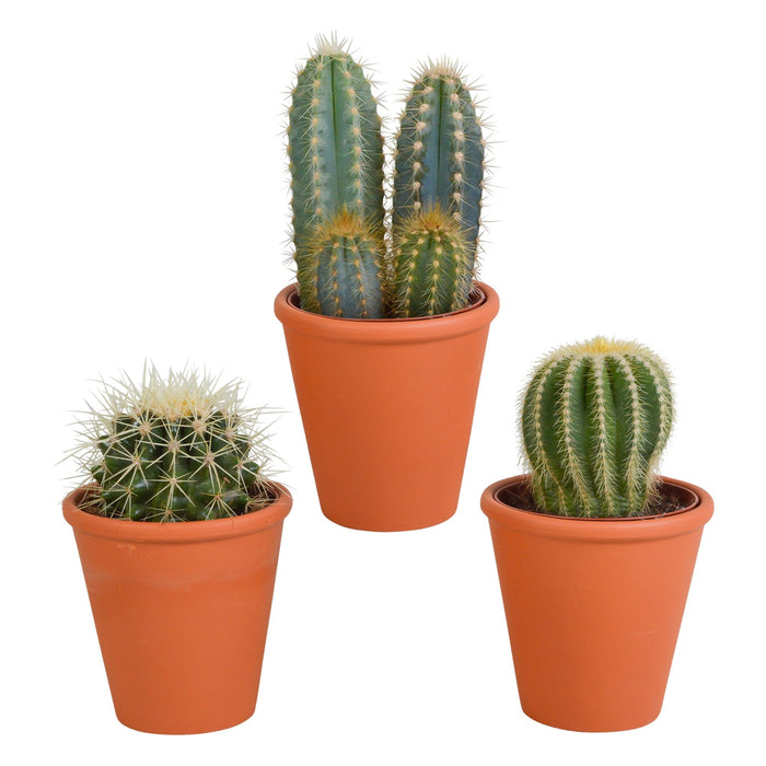 Confezione Regalo Di Cactus E Vasi Per Piante In Terracotta - Set Di 3 Piante, H18 Cm