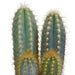 Confezione Regalo Di Cactus E Vasi Per Piante In Terracotta - Set Di 3 Piante, H18 Cm