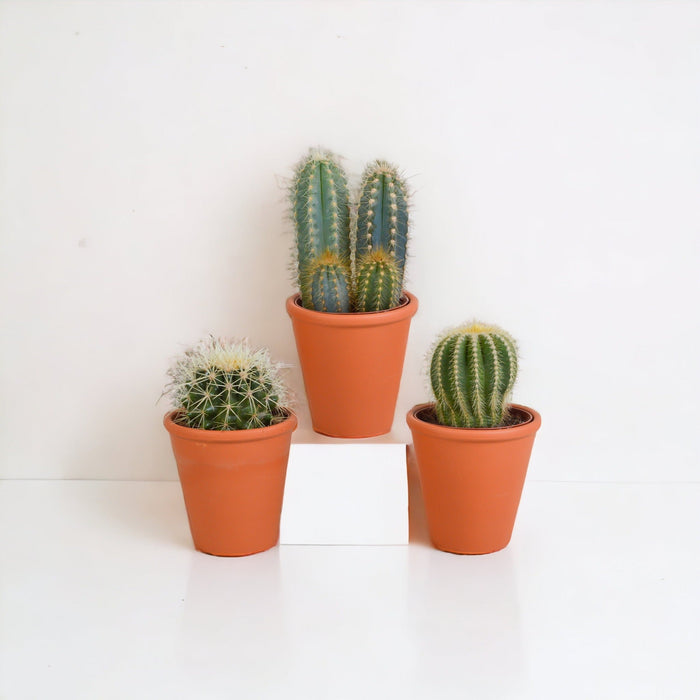 Confezione Regalo Di Cactus E Vasi Per Piante In Terracotta - Set Di 3 Piante, H18 Cm