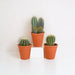 Confezione Regalo Di Cactus E Vasi Per Piante In Terracotta - Set Di 3 Piante, H18 Cm