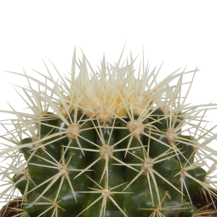 Confezione Regalo Cactus - Set Di 3 Piante, H18Cm