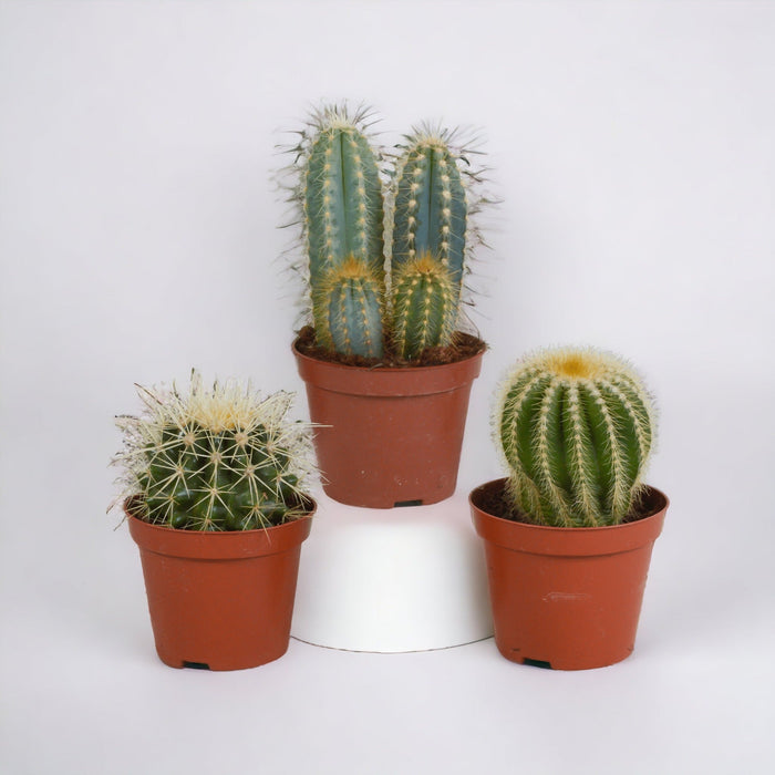 Confezione Regalo Cactus - Set Di 3 Piante, H18Cm