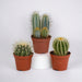 Confezione Regalo Cactus - Set Di 3 Piante, H18Cm