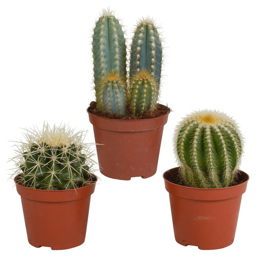 Confezione Regalo Cactus - Set Di 3 Piante, H18Cm