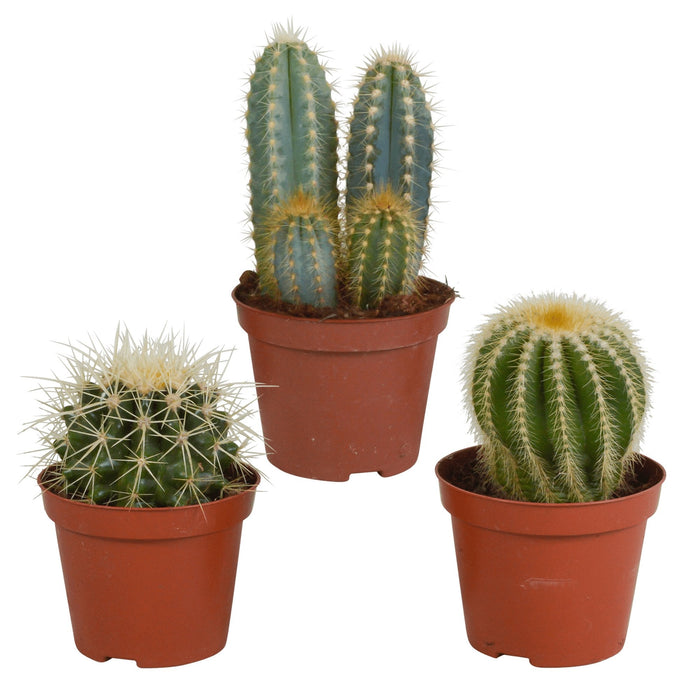Confezione Regalo Cactus - Set Di 3 Piante, H18Cm