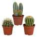 Confezione Regalo Cactus - Set Di 3 Piante, H18Cm