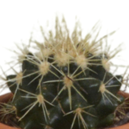 Confezione Regalo Cactus - Set Di 5 Piante, H13Cm