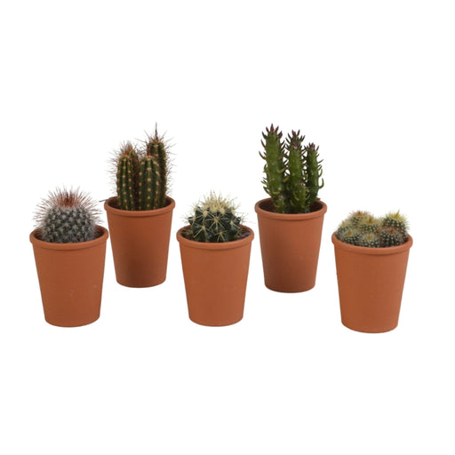Confezione Regalo Cactus - Set Di 5 Piante, H13Cm