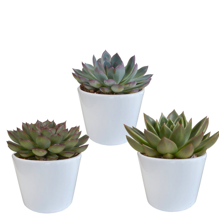 Confezione Regalo Echeveria E I Suoi Vasi Per Piante Bianchi - Set Di 3 Piante, H21Cm