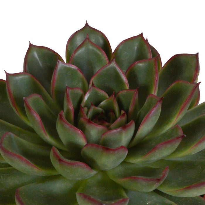 Confezione Regalo Echeveria E I Suoi Vasi Per Piante Bianchi - Set Di 3 Piante, H21Cm
