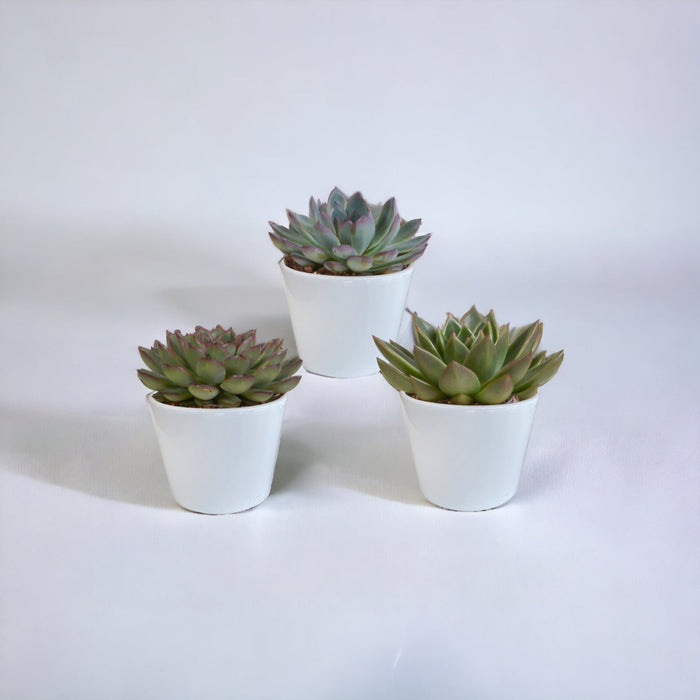 Confezione Regalo Echeveria E I Suoi Vasi Per Piante Bianchi - Set Di 3 Piante, H21Cm