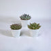 Confezione Regalo Echeveria E I Suoi Vasi Per Piante Bianchi - Set Di 3 Piante, H21Cm