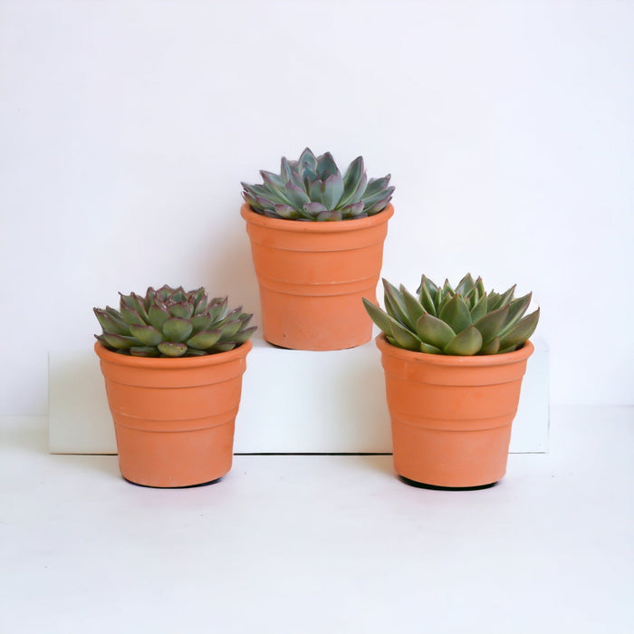 Confezione Regalo Echeveria E I Suoi Vasi Per Piante In Terracotta - Set Di 3 Piante, H21Cm