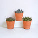 Confezione Regalo Echeveria E I Suoi Vasi Per Piante In Terracotta - Set Di 3 Piante, H21Cm
