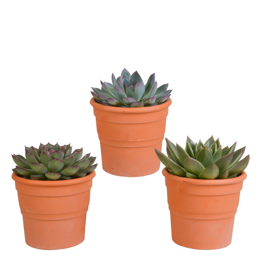 Confezione Regalo Echeveria E I Suoi Vasi Per Piante In Terracotta - Set Di 3 Piante, H21Cm