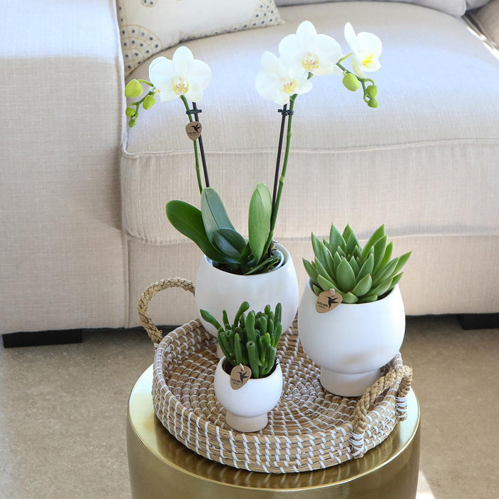 Confezione Regalo Scandic: Orchidea Phalaenopsis Bianca E Piante Grasse