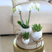 Confezione Regalo Scandic: Orchidea Phalaenopsis Bianca E Piante Grasse