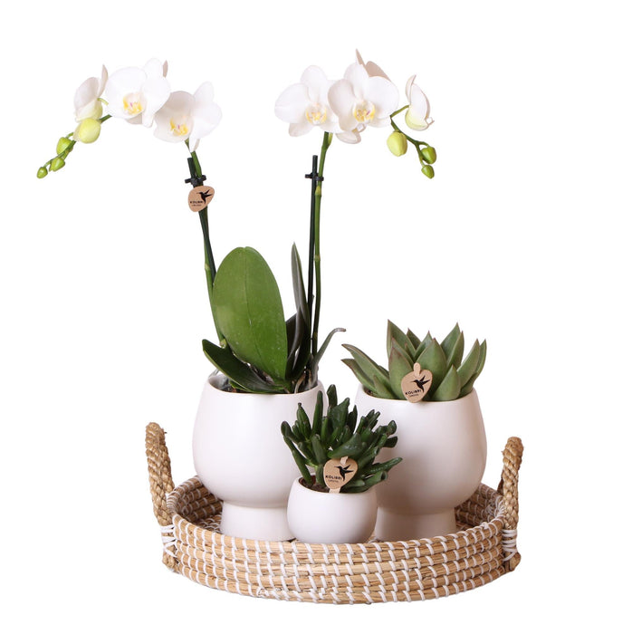 Confezione Regalo Scandic: Orchidea Phalaenopsis Bianca E Piante Grasse