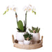 Confezione Regalo Scandic: Orchidea Phalaenopsis Bianca E Piante Grasse