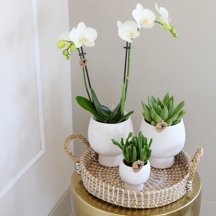 Confezione Regalo Scandic: Orchidea Phalaenopsis Bianca E Piante Grasse