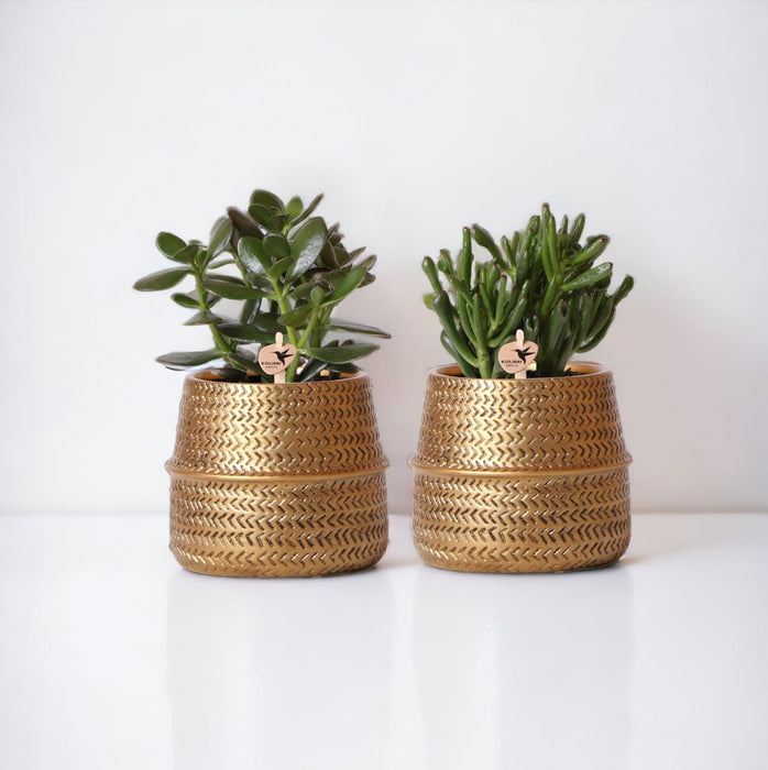 Confezione Regalo Succulente E I Suoi Vasi Per Piante Dorate - Set Da 2, H20Cm