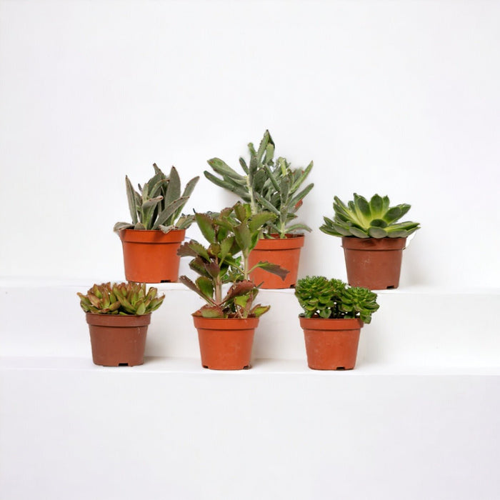 Confezione Regalo Succulente - Set Di 12 Piante, H12Cm