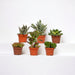 Confezione Regalo Succulente - Set Di 12 Piante, H12Cm