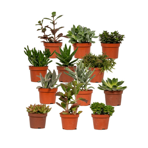 Confezione Regalo Succulente - Set Di 12 Piante, H12Cm