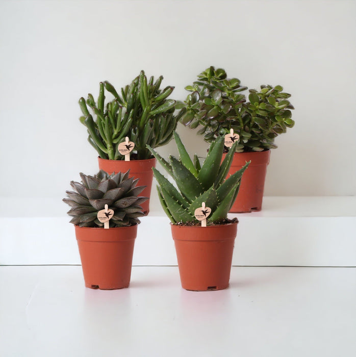 Confezione Regalo Succulente - Set Di 4 Piante, H20Cm