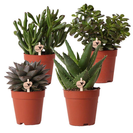 Confezione Regalo Succulente - Set Di 4 Piante, H20Cm