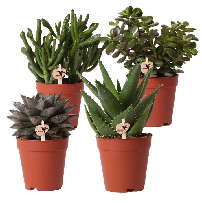 Confezione Regalo Succulente - Set Di 4 Piante, H20Cm