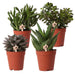 Confezione Regalo Succulente - Set Di 4 Piante, H20Cm