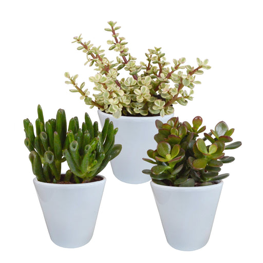 Crassula Box E I Suoi Vasi Per Piante Bianchi - Set Di 3 Piante, H18Cm