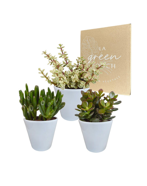 Crassula Box E I Suoi Vasi Per Piante Bianchi - Set Di 3 Piante, H18Cm
