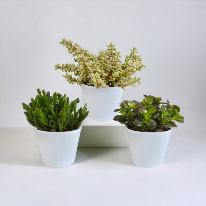 Crassula Box E I Suoi Vasi Per Piante Bianchi - Set Di 3 Piante, H21Cm