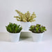 Crassula Box E I Suoi Vasi Per Piante Bianchi - Set Di 3 Piante, H21Cm
