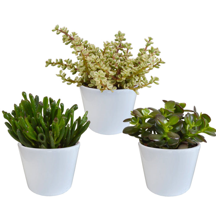 Crassula Box E I Suoi Vasi Per Piante Bianchi - Set Di 3 Piante, H21Cm