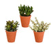 Crassula Box E I Suoi Vasi Per Piante In Terracotta - Set Di 3 Piante, H18Cm