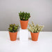 Crassula Box E I Suoi Vasi Per Piante In Terracotta - Set Di 3 Piante, H18Cm