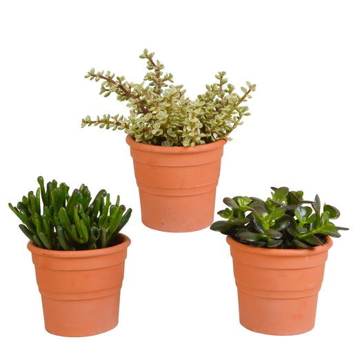 Crassula Box E I Suoi Vasi Per Piante In Terracotta - Set Di 3 Piante, H21Cm