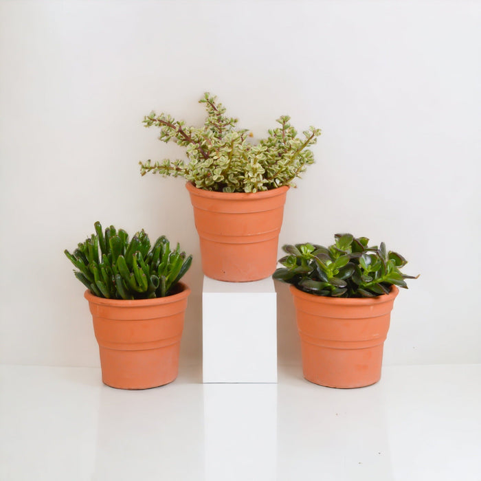 Crassula Box E I Suoi Vasi Per Piante In Terracotta - Set Di 3 Piante, H21Cm