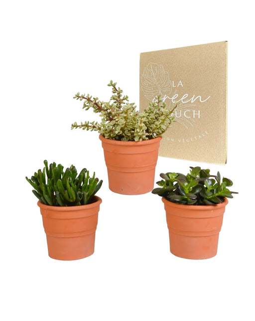 Crassula Box E I Suoi Vasi Per Piante In Terracotta - Set Di 3 Piante, H21Cm