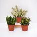 Crassula Box - Set Di 3 Piante, H18Cm - Mini Confezione Regalo Succulente