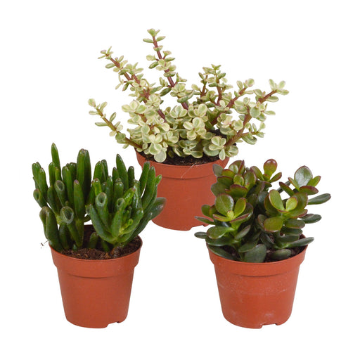 Crassula Box - Set Di 3 Piante, H18Cm - Mini Confezione Regalo Succulente