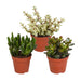 Crassula Box - Set Di 3 Piante, H18Cm - Mini Confezione Regalo Succulente