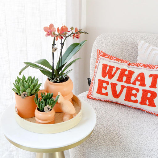 Scatola Arancione Per Orchidee Phalaenopsis E Piante Grasse E I Suoi Vasi Per Piante In Ceramica