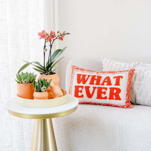 Scatola Arancione Per Orchidee Phalaenopsis E Piante Grasse E I Suoi Vasi Per Piante In Ceramica