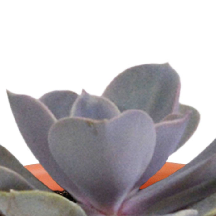 Scatola Da 15 Cactus E Piante Grasse + Vasi Per Piante In Terracotta