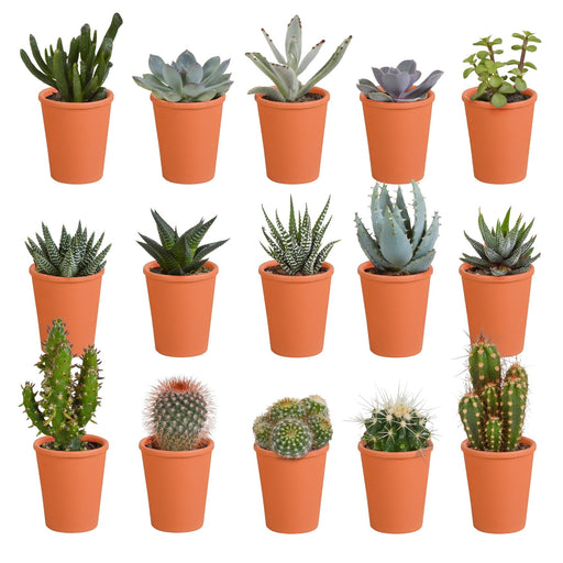 Scatola Da 15 Cactus E Piante Grasse + Vasi Per Piante In Terracotta